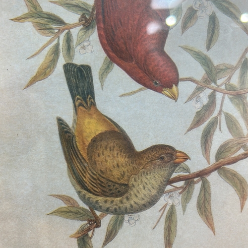 47 - Framed chromolithograph ornithological plate depicting a pair of Scarlet Finches (Haematospiza sipah... 