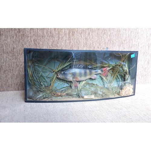 728 - Modern Cased trophy Fish (perch) in Antique case. 33cm x 80cm.