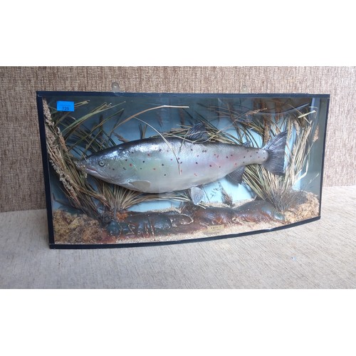 729 - Modern Cased trophy Fish (Trout) in Antique case. 38cm x 80cm.