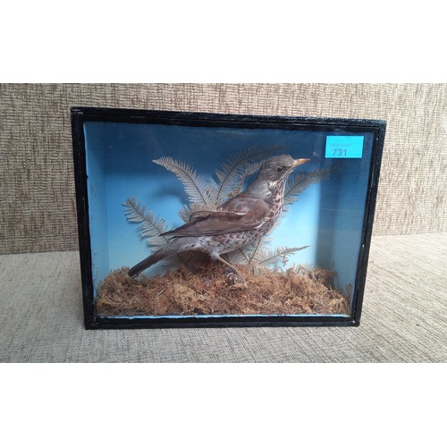 731 - Taxidermy of a thrush in glazed case.