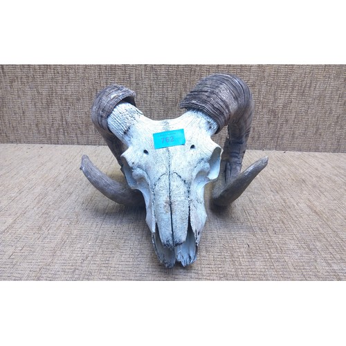 762 - Rams skull with horns