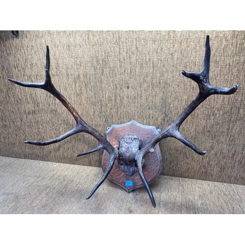 704 - Set of Antique Red stag antlers on a wooden shield plaque.