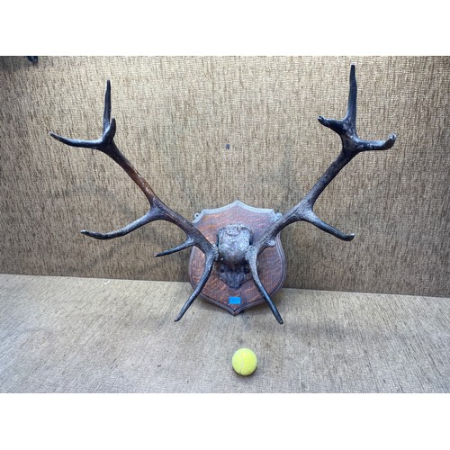 704 - Set of Antique Red stag antlers on a wooden shield plaque.