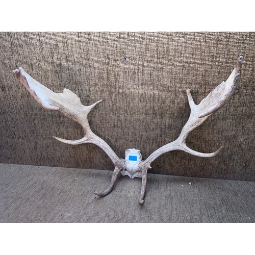 726 - Set of antlers