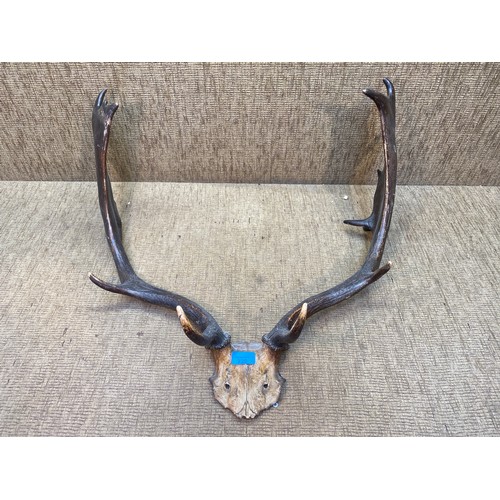 728 - Set of antlers