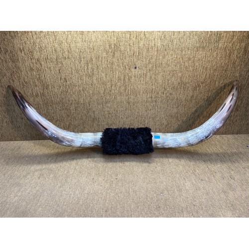 810 - Decorative Synthetic Buffalo horns with the fur hide. 154 cm.