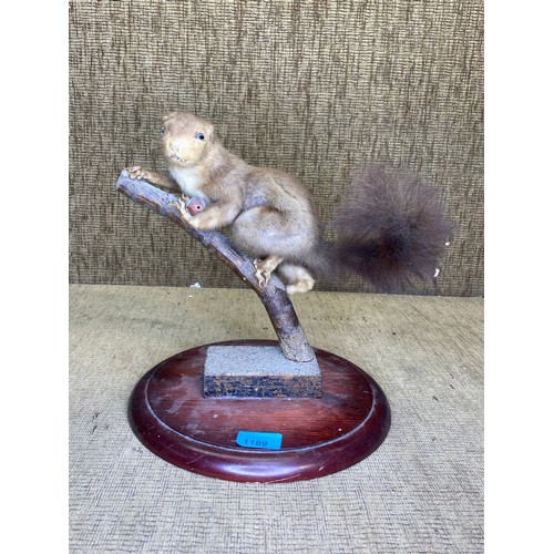 1189 - Taxidermy squirrel on wooden base.