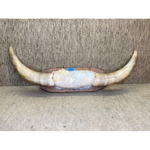 1200 - Set of bull horns on wooden plaque.