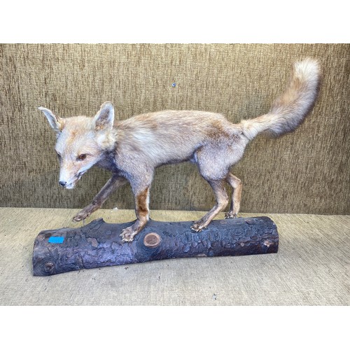 1203 - Taxidermy of a fox on a log.