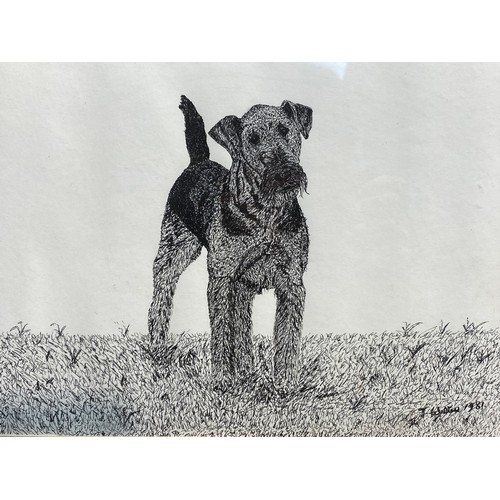 1254 - Two pen sketches of Welsh terriers signed J.Walters 1981.