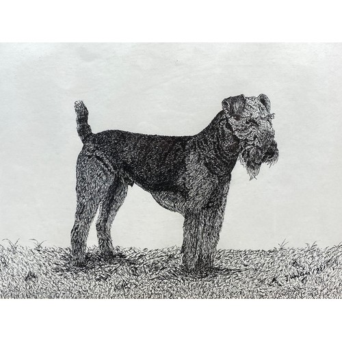 1254 - Two pen sketches of Welsh terriers signed J.Walters 1981.