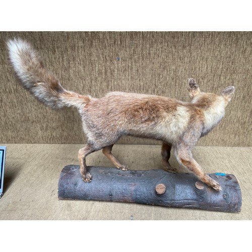 1203 - Taxidermy of a fox on a log.