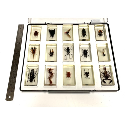 1071 - Set of 15 Taxidermy insects in resin blocks.