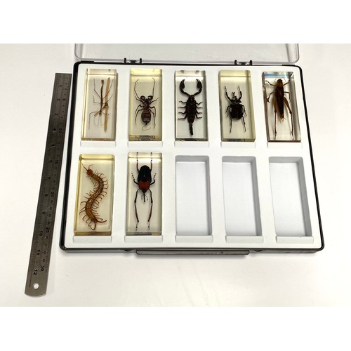 1072 - Set of 7 large Taxidermy insects in glass blocks.