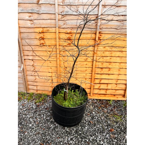 61 - Pear tree in a large planter. (MYOMU)