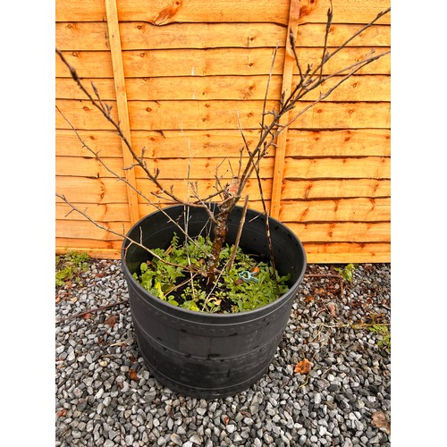 60 - Apple tree in a large planter. (MYOMU)