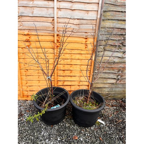 62 - 2 Plumb trees in a large planters. (MYOMU)