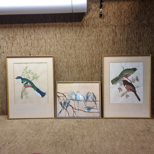 1152A - Three Watercolour paintings of birds one signed D. Arios.