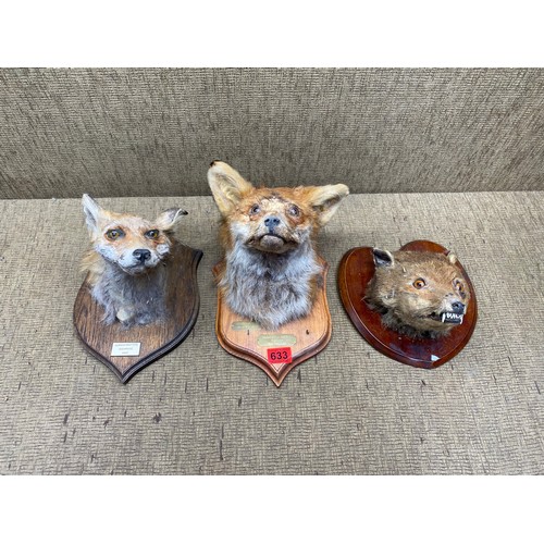 633 - 3 taxidermy fox heads.