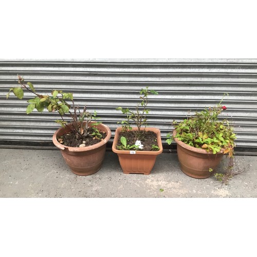 72 - Three planters with rose bushes