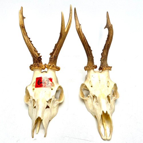 643 - Roe deer skull with antlers.