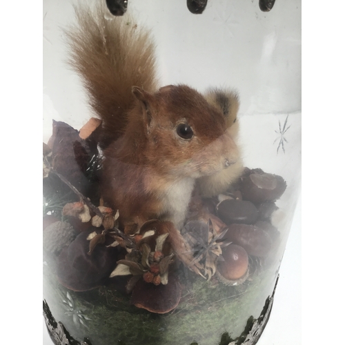 1089 - Taxidermy featuring a squirrel and a duckling set in a glass container metal trim