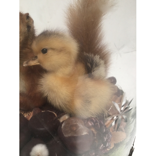 1089 - Taxidermy featuring a squirrel and a duckling set in a glass container metal trim