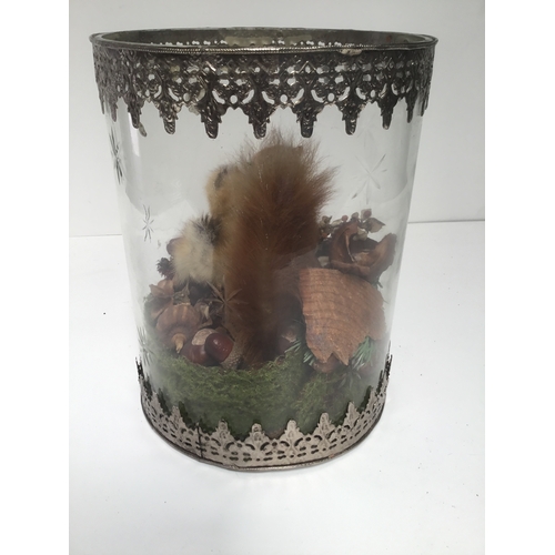 1089 - Taxidermy featuring a squirrel and a duckling set in a glass container metal trim