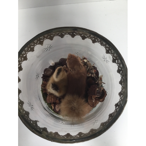 1089 - Taxidermy featuring a squirrel and a duckling set in a glass container metal trim