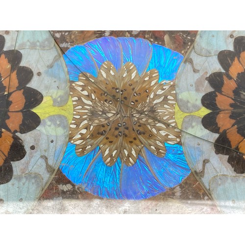 946 - Brazilian butterfly blue iridescent wing art wood inlay tray; 36cm x 22cm.