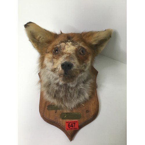 647 - Two fox taxidermy heads mounted on wooden bases