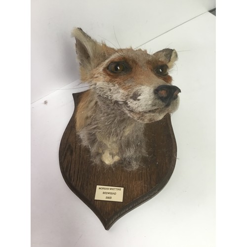 647 - Two fox taxidermy heads mounted on wooden bases