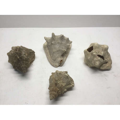 756 - Four large vintage sea shells