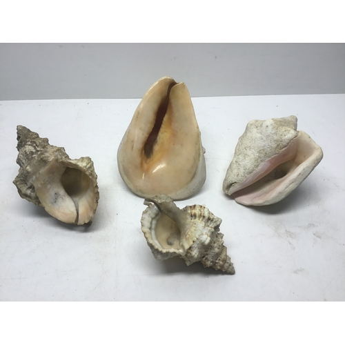 756 - Four large vintage sea shells