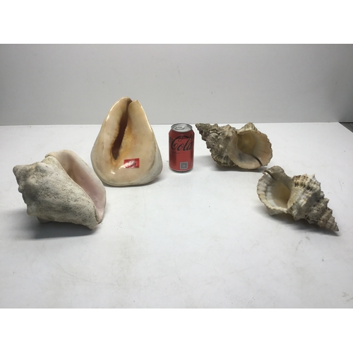 756 - Four large vintage sea shells
