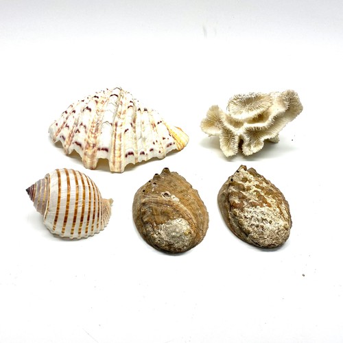 454 - collection of shells including clam shell, coral and bear claw strawberry marking shell.