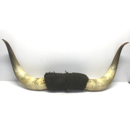 Lot 738       