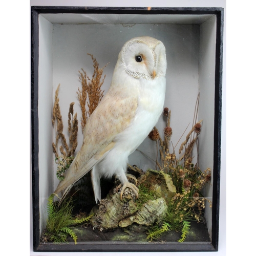 647 - Barn Owl standing right, head front in very delicate heathland, sky background. 19th century and of ... 