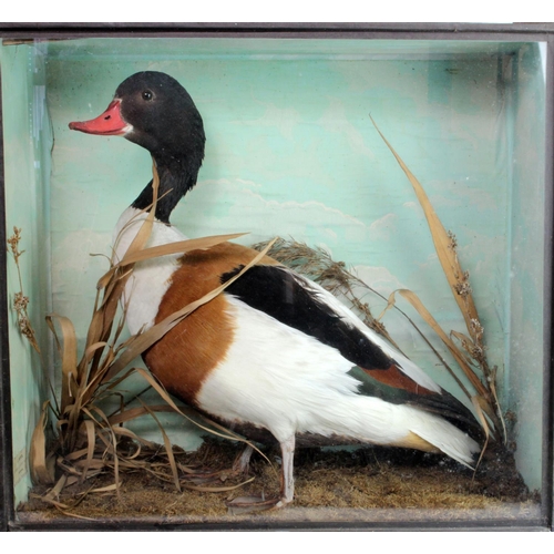 648 - Female Shelduck of 19th century workmanship, of high artistic merit: Standing left in reeds and mars... 