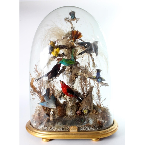 650 - Victorian glass dome of exotic foreign birds approx. 1 foot, 6 inches wide x 2 foot high, set on a g... 