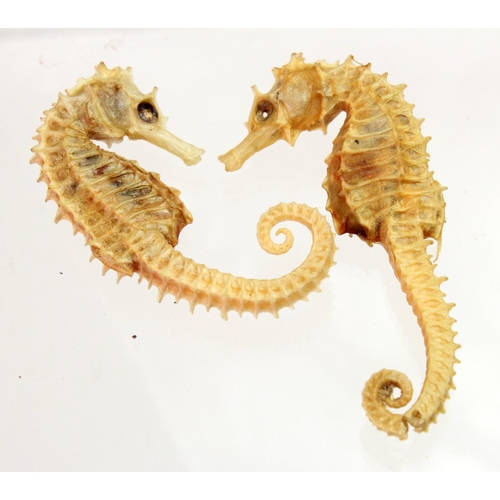 906 - Seahorse. Two dried seahorses, length 55mm approx.