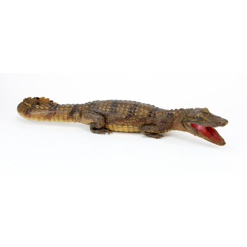 1002 - Taxidermy crocodile 57cm long.