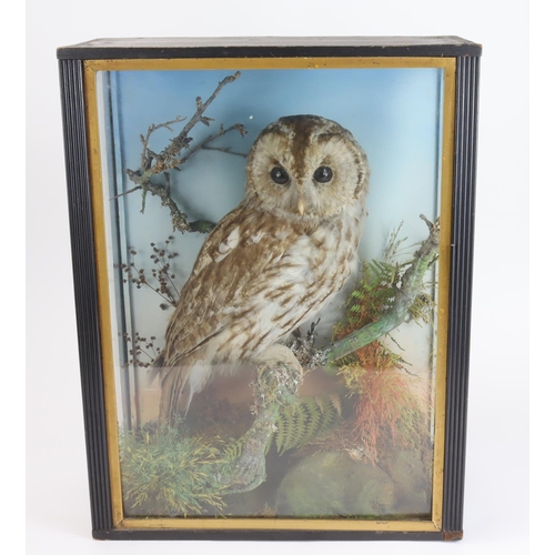 1003 - Taxidermy. A taxidermy tawny owl in glass display case with naturalistic setting. 45cm high, 16.5cm ... 