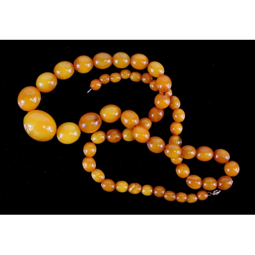 236 - Amber bead necklace, comprising of fifty-six beads, with a yellow metal clasp, length 56cm approx.