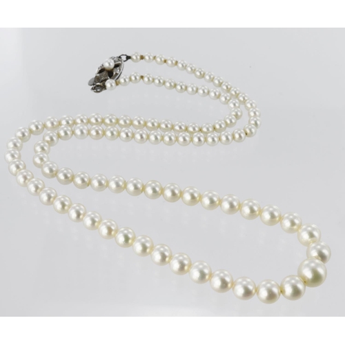 142 - Boxed Mikimoto pearl necklace with silver clasp