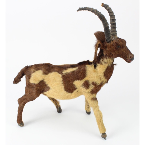 434 - Late Victorian taxidermy fantasy creature, length 30cm height 32cm (sold as seen)