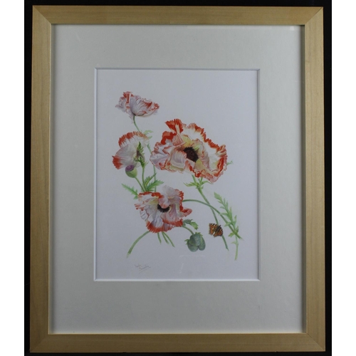 530 - Sweeting, Denby (British, 1936-2020) Watercolour illustration, titled (verso) Flamenco, Papaver Orie... 