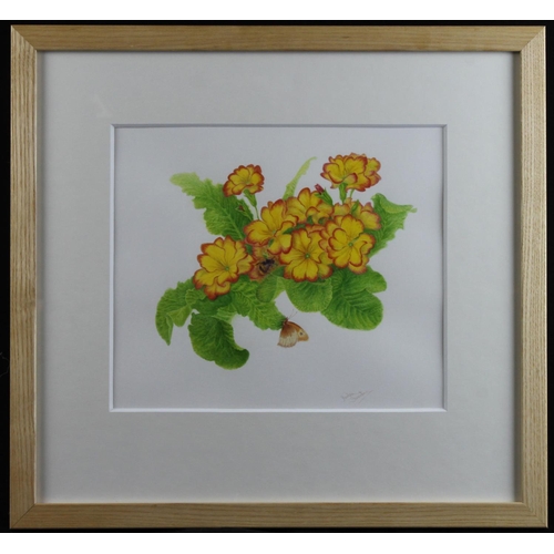 532 - Sweeting, Denby (British, 1936-2020) Watercolour illustration, titled (verso) Polyanthus Flowers, Bu... 