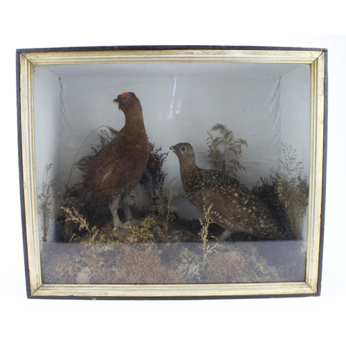 355 - Taxidermy. Two stuffed grouse, in a naturalistic setting, circa late 19th to early 20th Century, wit... 