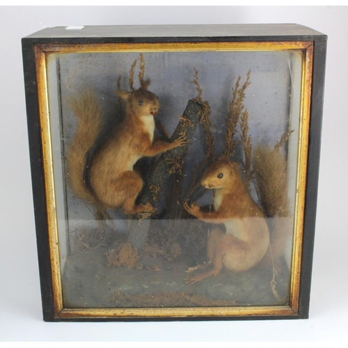 408 - Taxidermy. A pair of stuffed red squirrels, displayed in a naturalistic scene, contained in a glazed... 